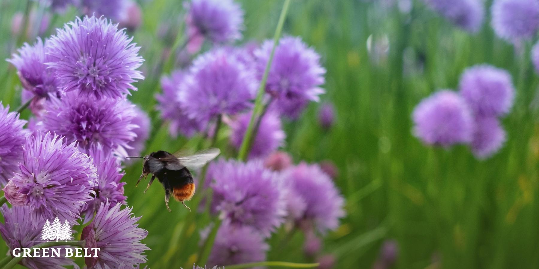 bee_in_flowers_gerard_lynch.jpg