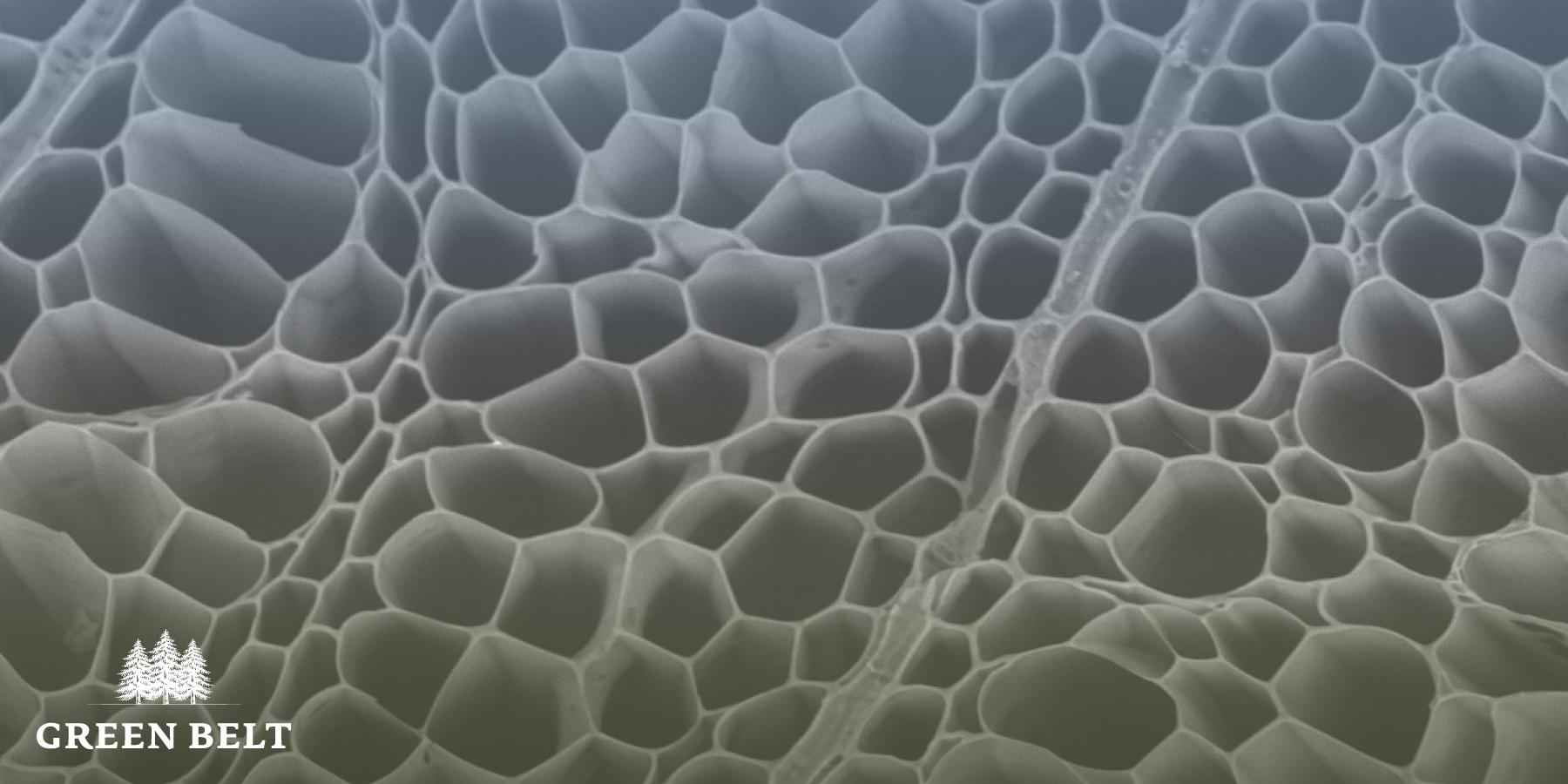 bio_charcoal_cross_section_x500_ii.jpg