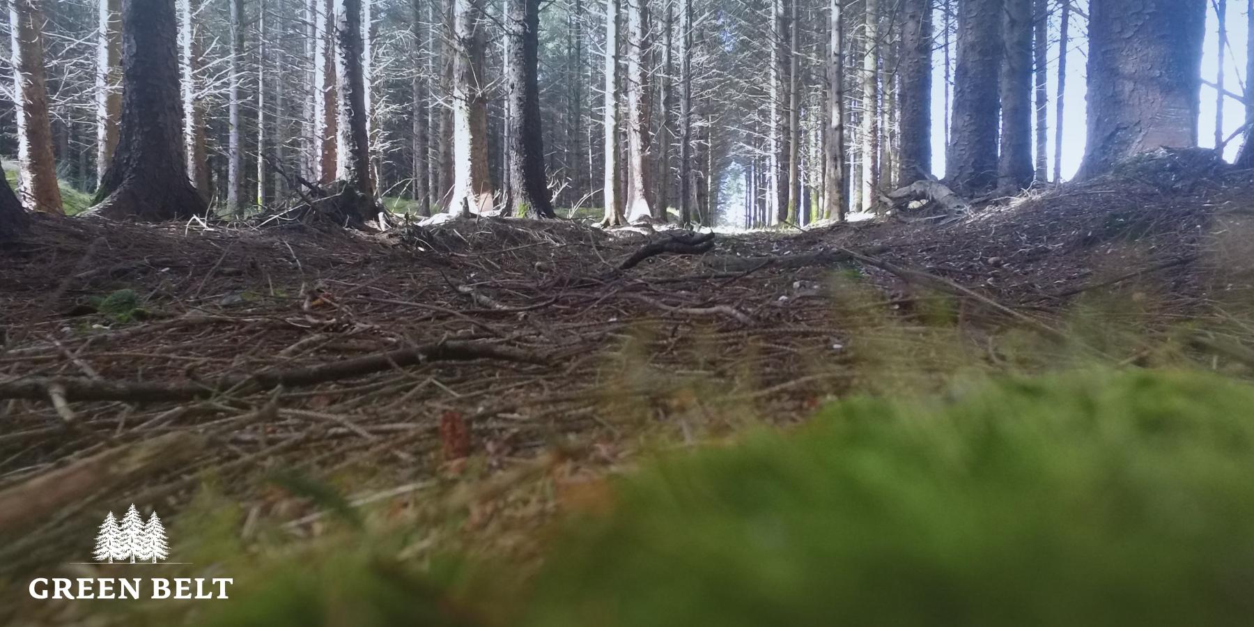 clearfell_image_ground_through_trees.jpg