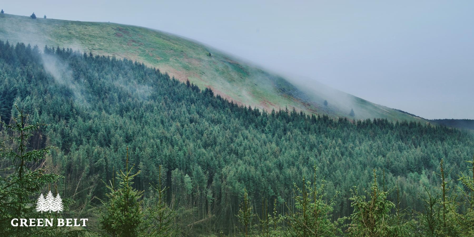 g_zak_forest_photo.jpg