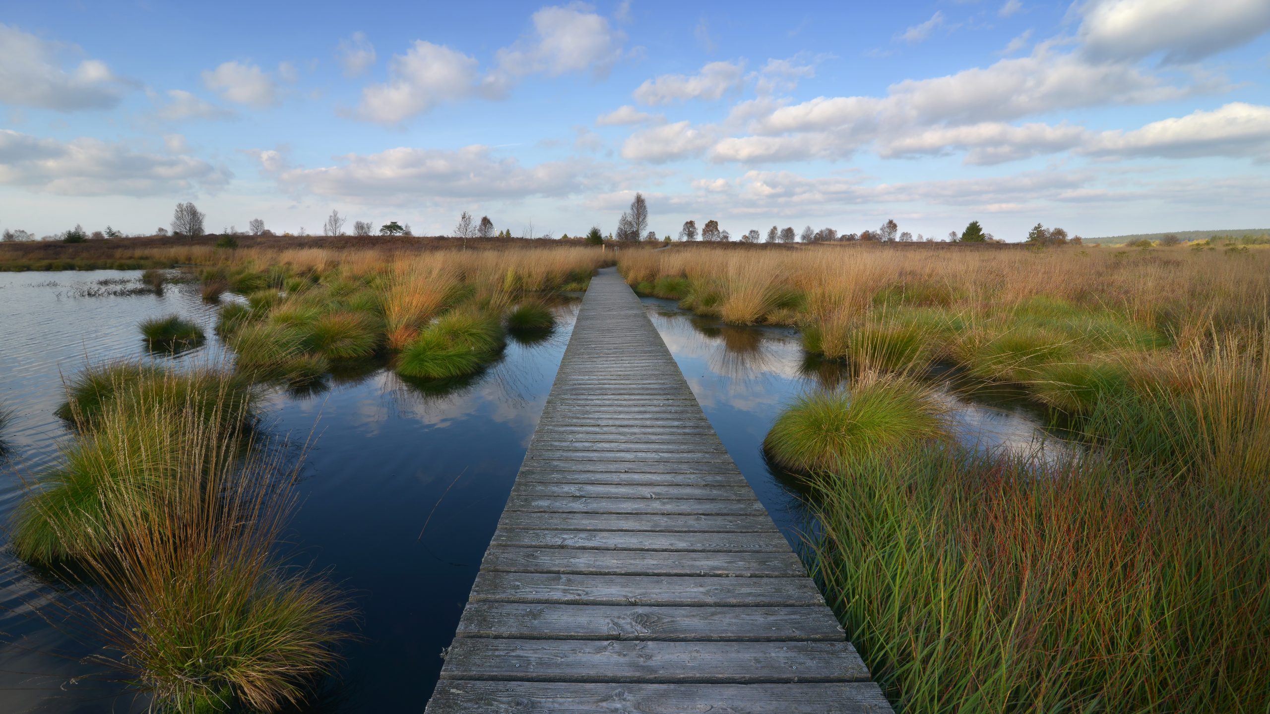 Peatland rewetting with a path