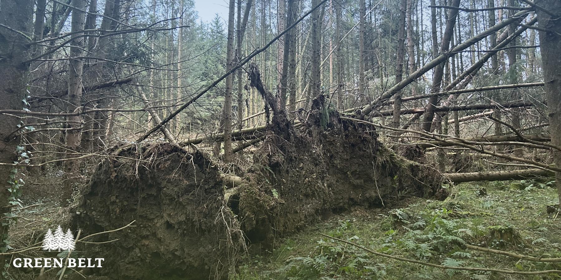 Strong winds can knock trees