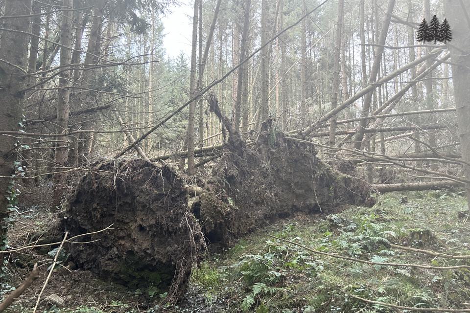 Strong winds can knock trees